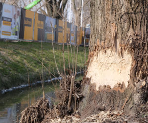 Bobry grasują na mieście [GALERIA]