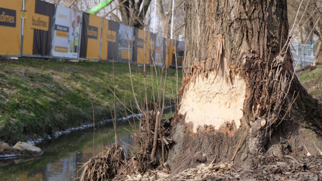 Bobry "grasują" na mieście [GALERIA]