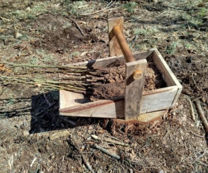 W Lesie Sekulskim rośnie już kilkaset nowych, młodych buków! Drzewa zasadzili członkowie siedleckiego samorządu i leśnicy