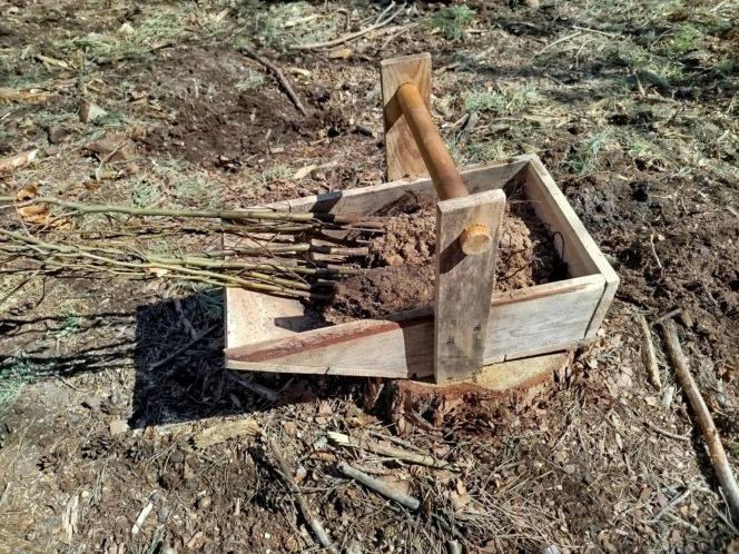 W Lesie Sekulskim rośnie już kilkaset nowych, młodych buków! Drzewa zasadzili członkowie siedleckiego samorządu i leśnicy