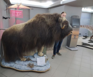 Piżmowół arktyczny