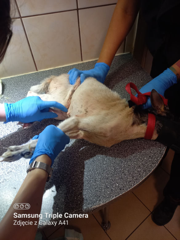 Inspektorzy OTOZ Animals w Bielsku-Białej odebrali osiem skrajnie zaniedbanych psów