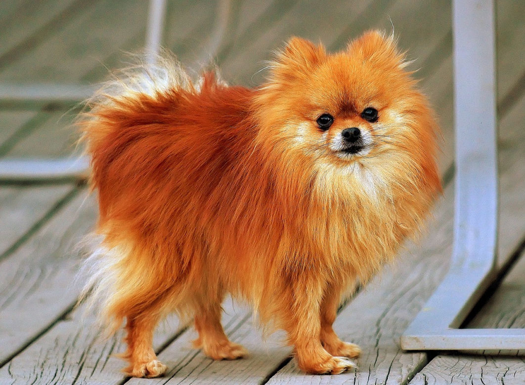 Pomerian