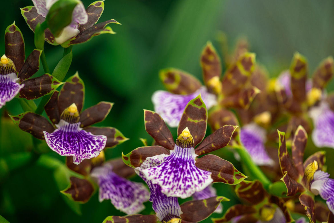 Storczyk Zygopetalum