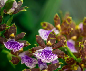 Zygopetalum zachwyca egzotyczną urodą i intensywnym zapachem