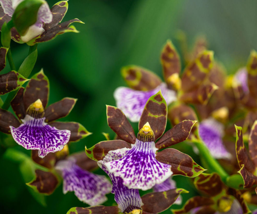 Zygopetalum zachwyca egzotyczną urodą i intensywnym zapachem