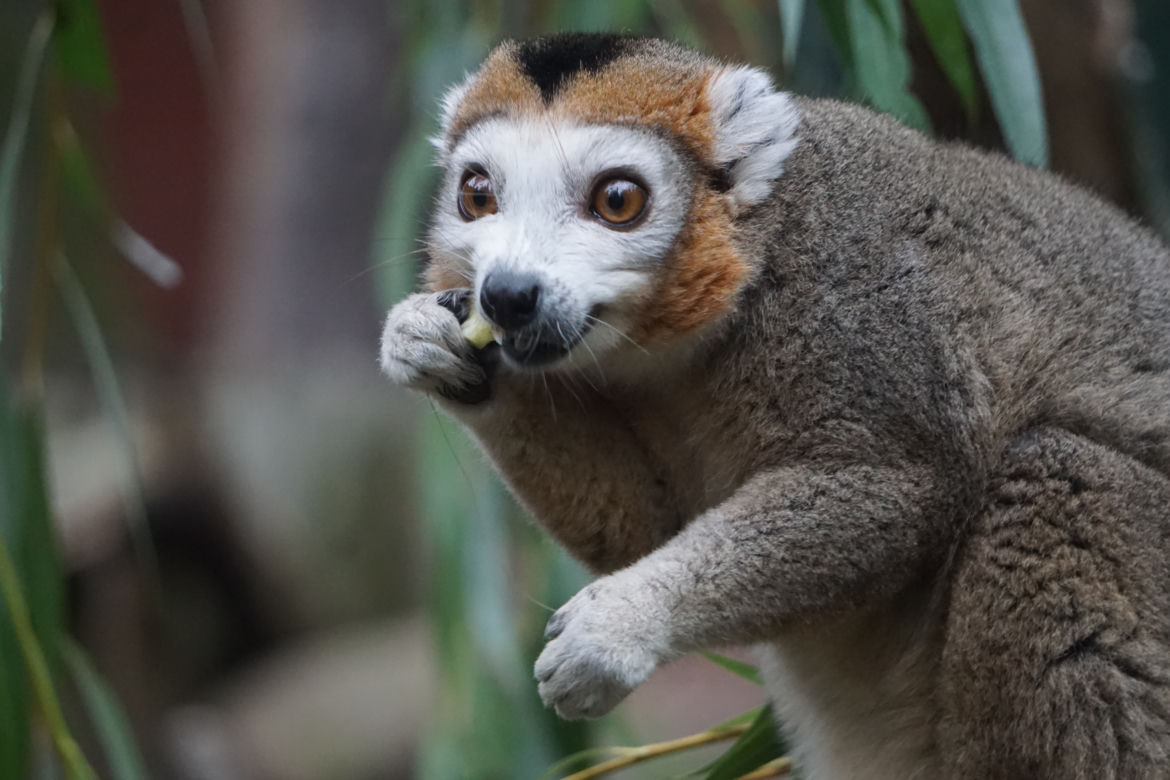 Lemury koroniaste we wrocławskim zoo