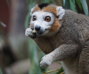 Lemury koroniaste we wrocławskim zoo