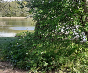 Olsztyn. Miasto, gmina, czy osoby prywatne - kto dba o czystość nad jeziorami