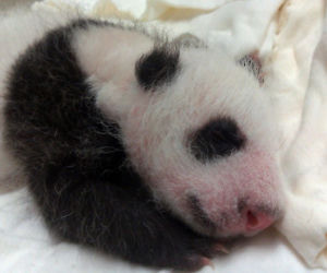 Panda wielka w zoo w Tajpej