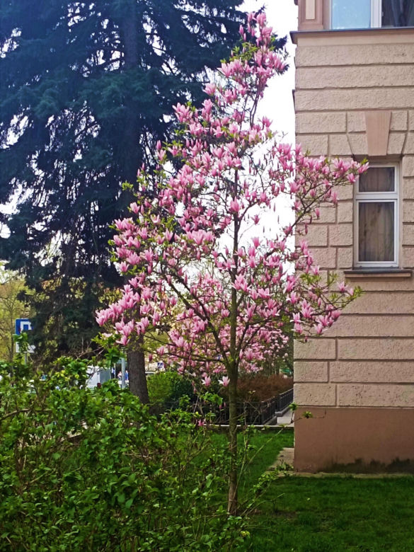 Magnolie w Szczecinie