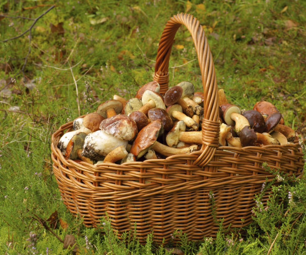 grzyby-marynowane-w-oliwie-z-oliwek-wykwintne-i-delikatne.jpg