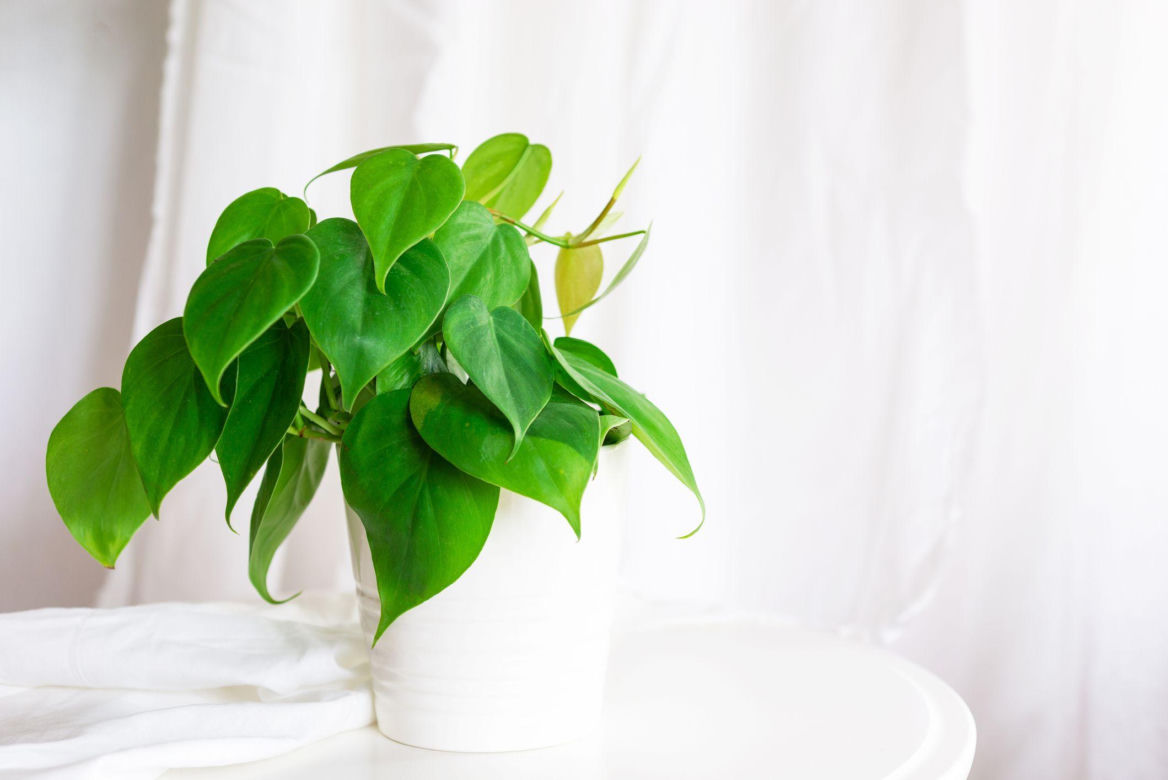 Filodendron pnący