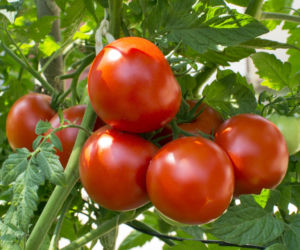 Pomidor zwyczajny