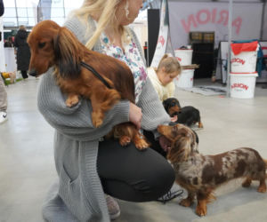 Międzynarodowa Wystawa Psów Rasowych Duo Cacib Kielce 2025