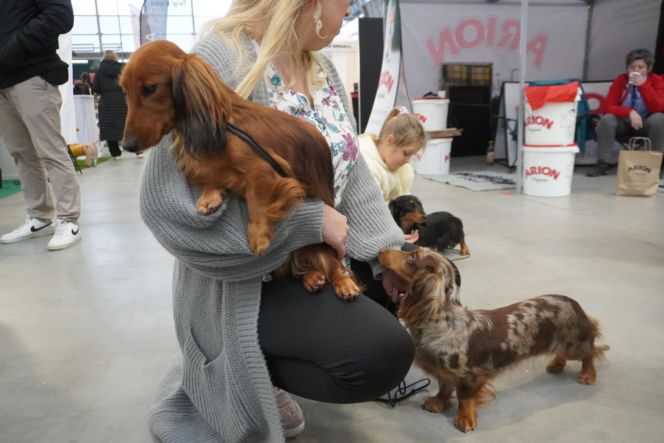 Międzynarodowa Wystawa Psów Rasowych Duo Cacib Kielce 2025