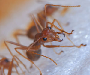 Myrmica rubra