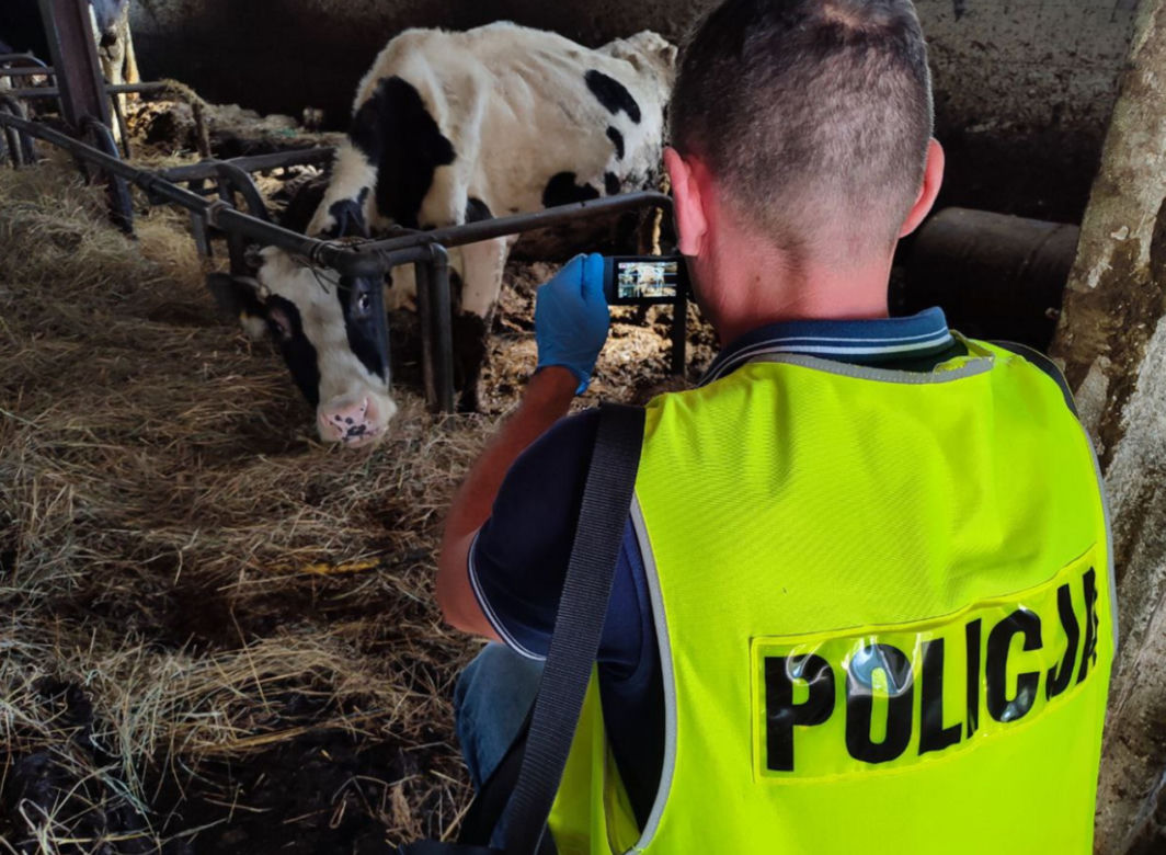 Gospodarstwo śmierci pod Wyszkowem! Policja: "Przerażający widok" [ZDJĘCIA]