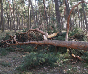 Niszczycielska wichura w Bydgoszczy [ZDJĘCIA]
