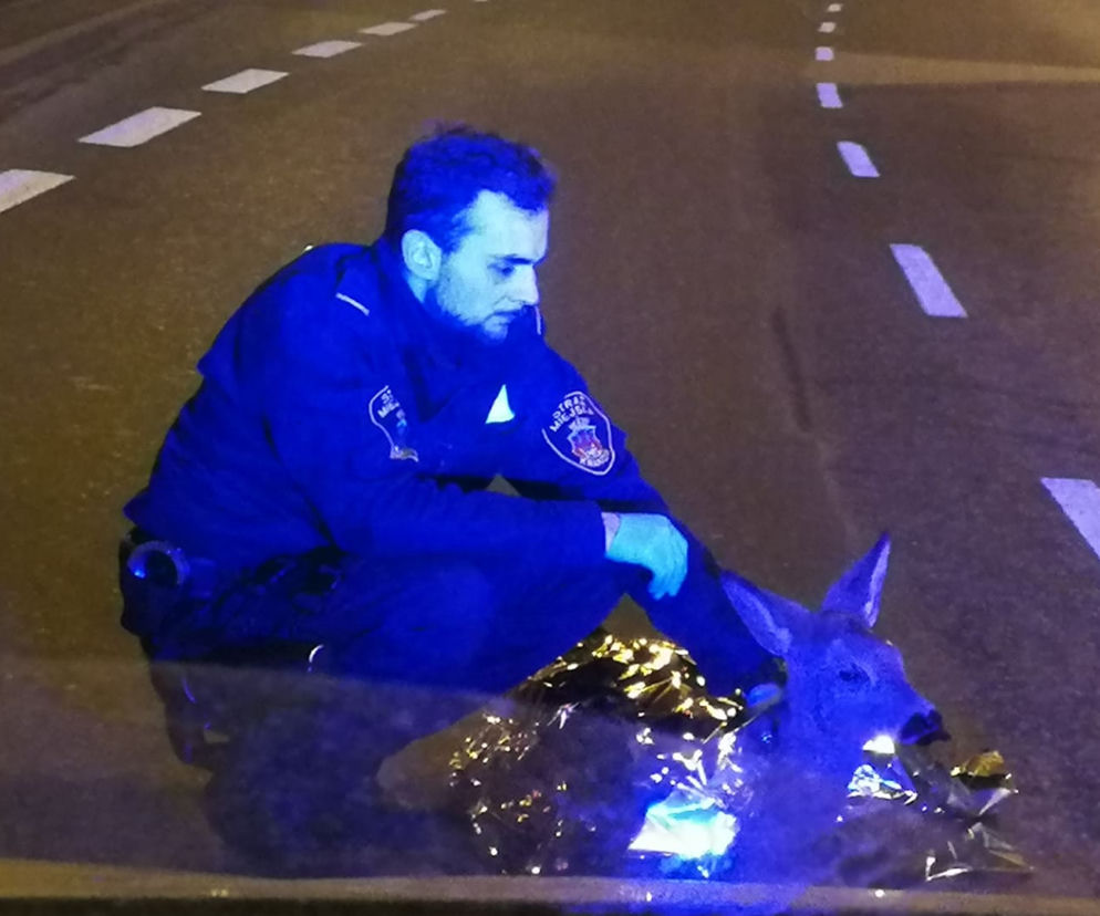 Sarenka konała na środku ulicy. Ktoś potrącił ją i zostawił na drodze 