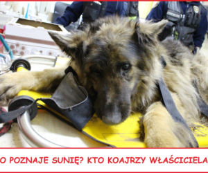 7 Suczka owczarka została zakopana żywcem w okolicy ul. Zagrodowej. POSZUKIWANY sprawca!