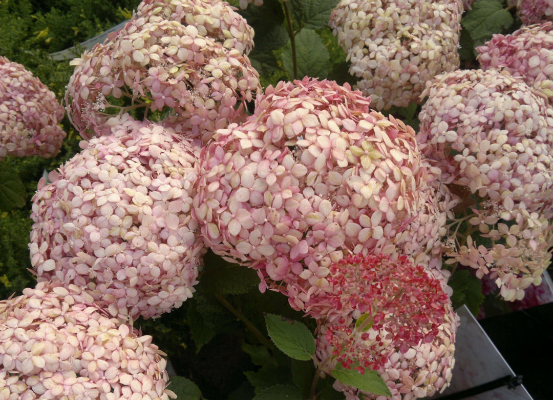 hortensje