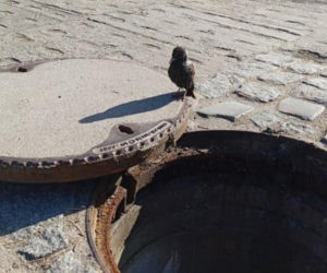 Ptaszek w potrzasku pod ulicą. Niezwykła akcja pracowników wodociągów