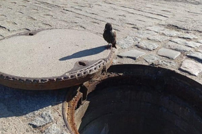 Ptaszek w potrzasku pod ulicą