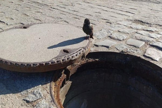 Ptaszek w potrzasku pod ulicą. Niezwykła akcja pracowników wodociągów