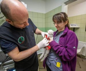 Ukraiński koziołek Saszka dostanie protezy nóg [GALERIA]