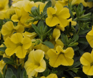 calibrachoa