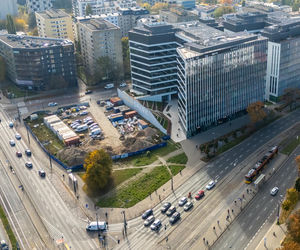 Serek wolski w Warszawie