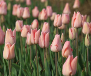 Tulipany na polach w Chrzypsku Wielkim