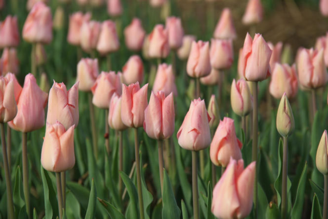 Tulipany na polach w Chrzypsku Wielkim