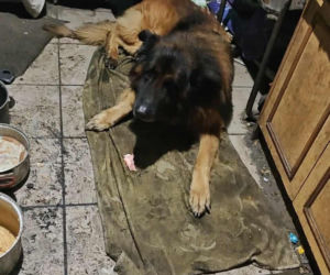 Pies konał na posesji w Dąbrowie Górniczej. Wolontariusze: To było długotrwałe znęcanie się