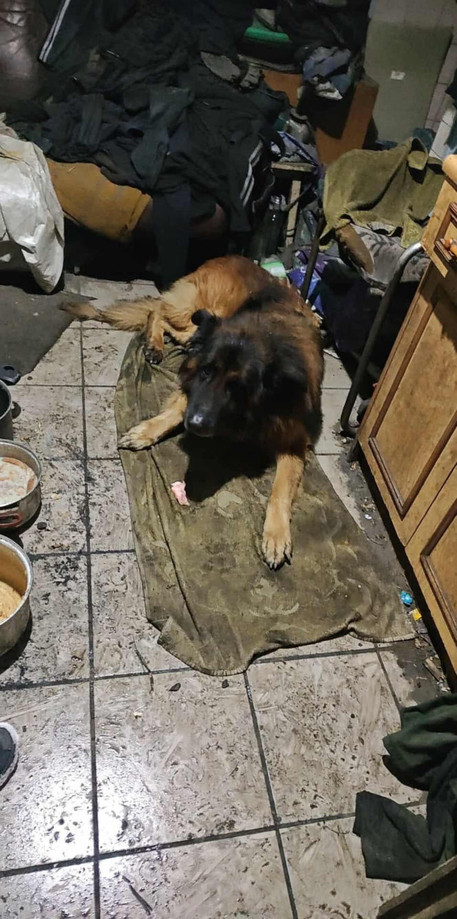 Pies konał na posesji w Dąbrowie Górniczej. Wolontariusze: "To było długotrwałe znęcanie się"