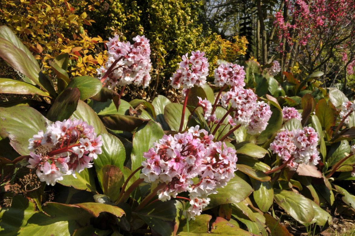 Bergenia