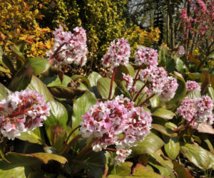 Bergenia