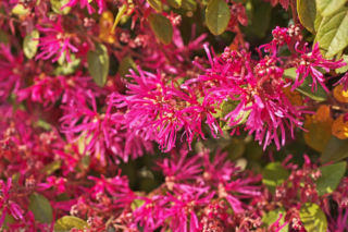 Loropetalum chińskie – egzotyczny krzew do ogrodu
