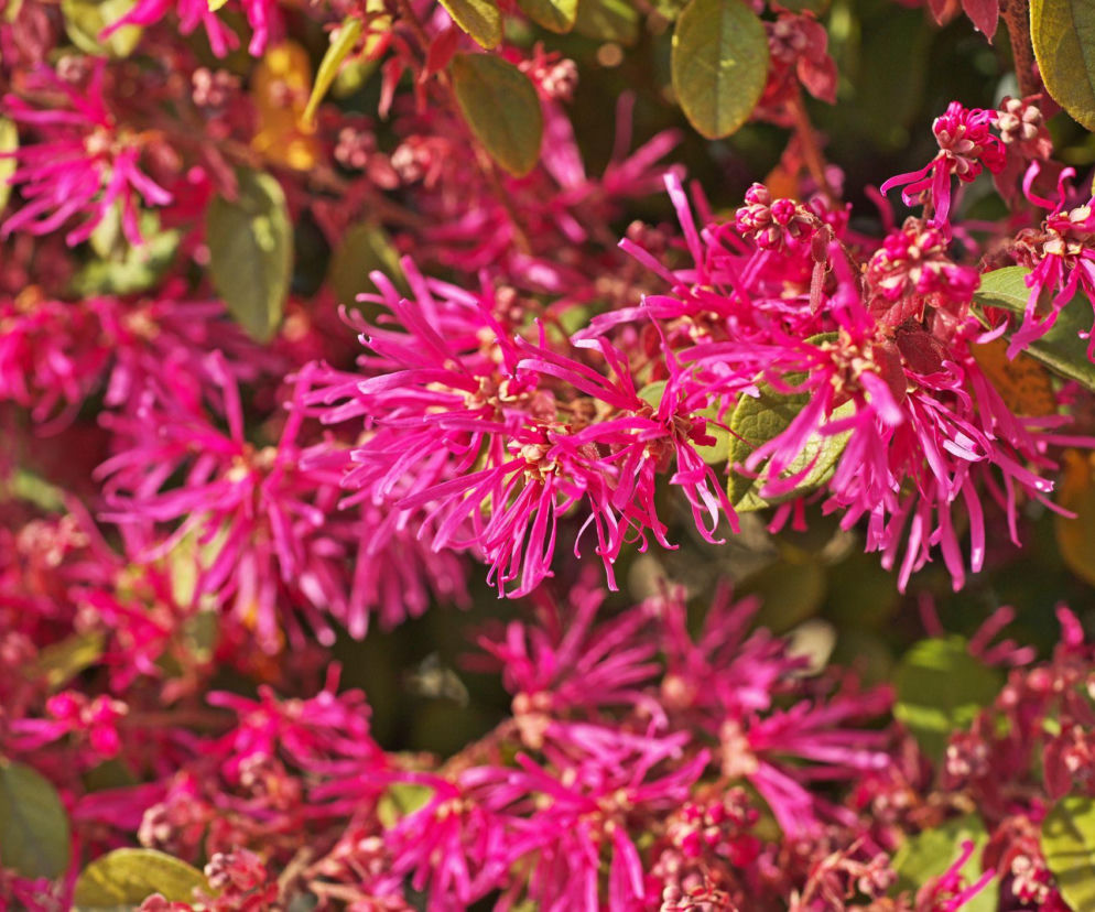 Loropetalum chińskie – egzotyczny krzew do ogrodu