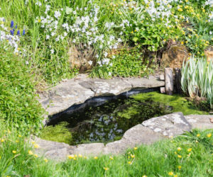 Oczko wodne w ogrodzie