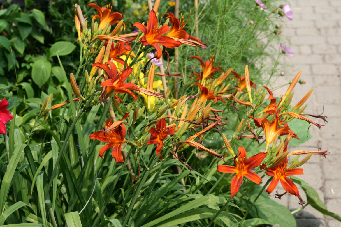 Liliowiec ogrodowy