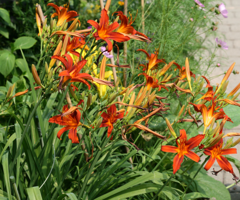 Liliowiec ogrodowy