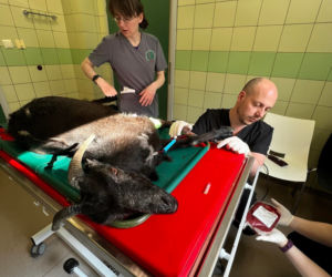 Transfuzja krwi kóz w lecznicy ADA [GALERIA]