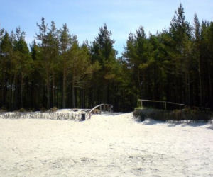 Osetnik