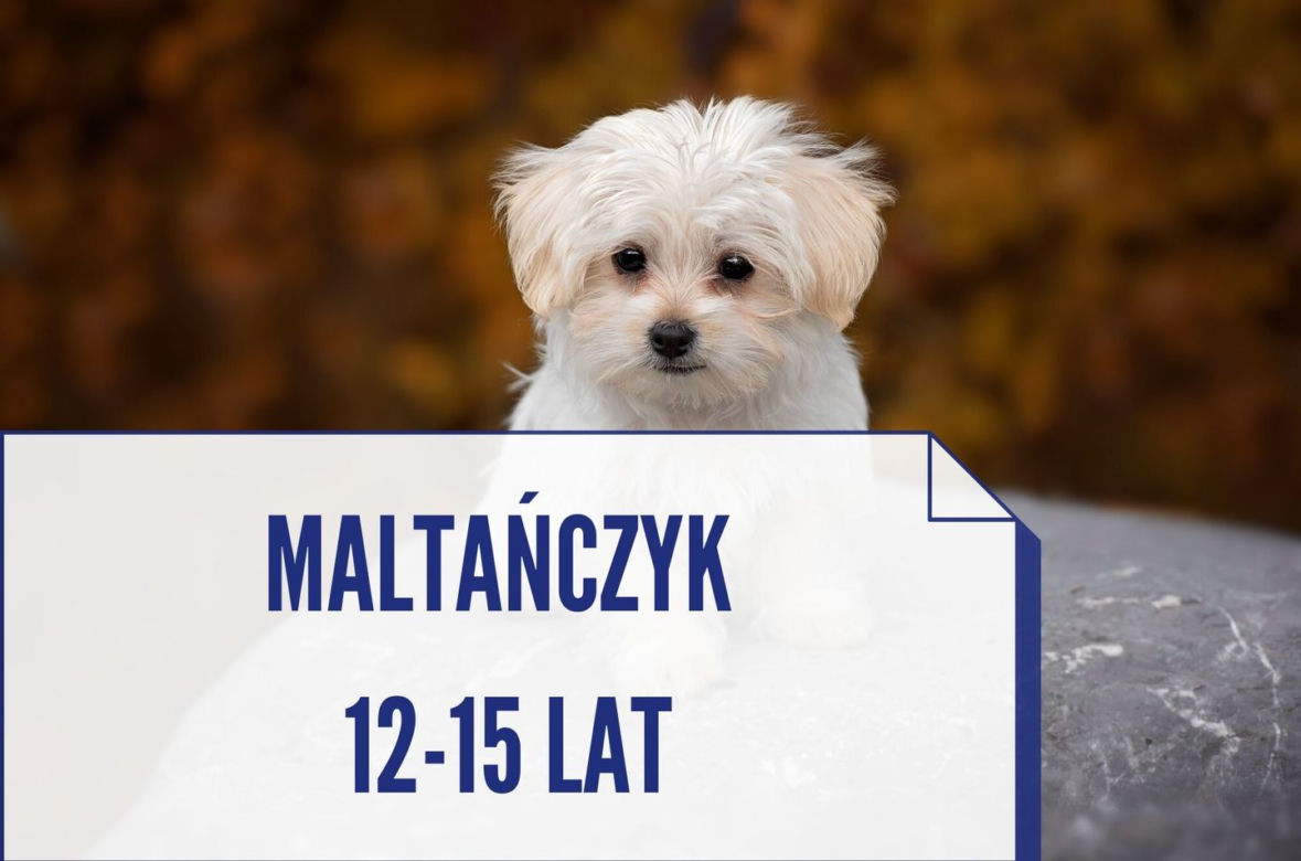 Te rasy psów, które żyją najdłużej. Niektóre nawet ponad 20 lat! [ZDJĘCIA]