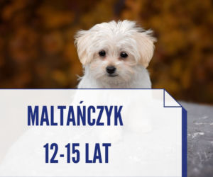 Te rasy psów, które żyją najdłużej. Niektóre nawet ponad 20 lat! [ZDJĘCIA]