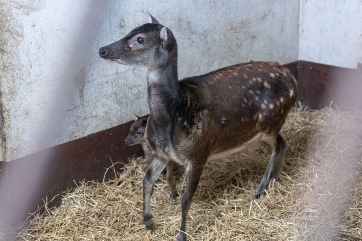 Zoologiczna sensacja w ZOO w Poznaniu 