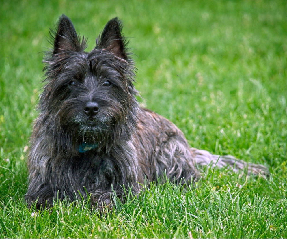Jak powiedzieć dziecku o śmierci zwierzaka? Dlaczego „pupil zasnął” to zły pomysł