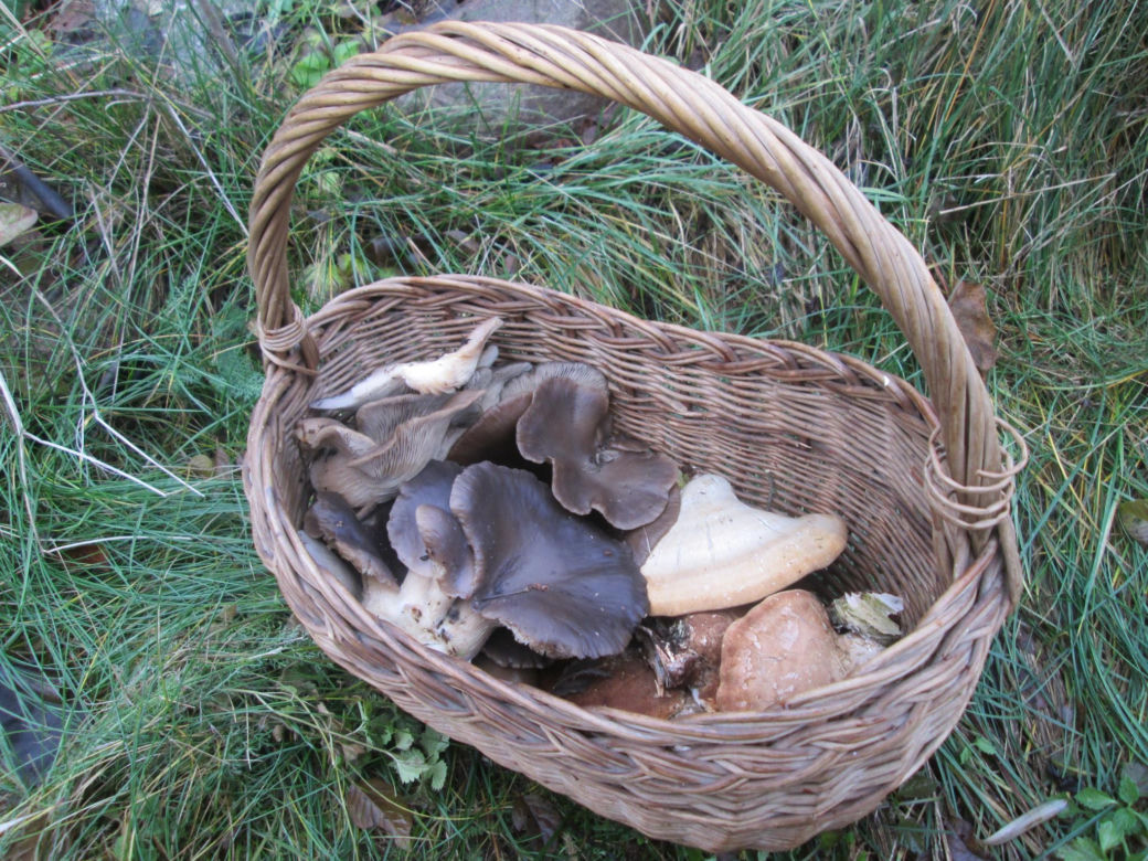 Grzybobranie w zimie w Lubuskiem